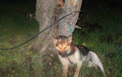 Boicot impotriva turismului din Romania