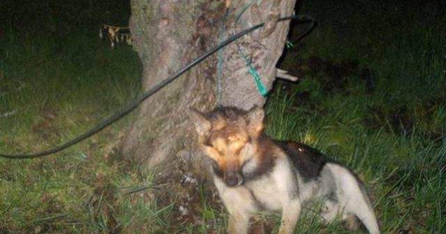 Boicot impotriva turismului din Romania