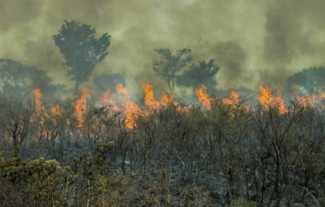 Brazilia: Incendiile forestiere au atins cel mai înalt nivel din ultimii 10 ani