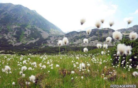 Romania, criticata la conferinta pentru clima de la Copenhaga