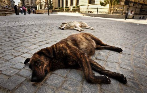 Oprescu si solutia pentru problema maidanezilor: TAXA PE CAINE