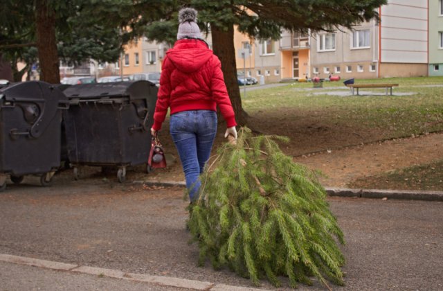 Sector 6: Campanie de colectare a brazilor naturali rămași după sărbătorile de iarnă