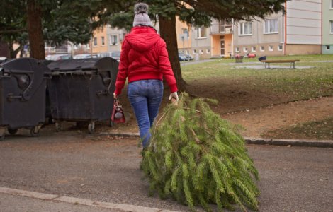 Sector 6: Campanie de colectare a brazilor naturali rămași după sărbători