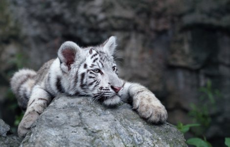 Un pui de tigru alb a venit pe lume la o grădină zoologică din Nicaragua