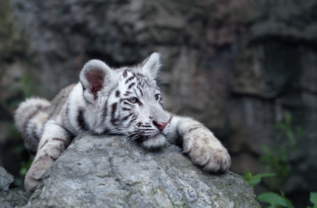 Un pui de tigru alb a venit pe lume la o grădină zoologică din Nicaragua