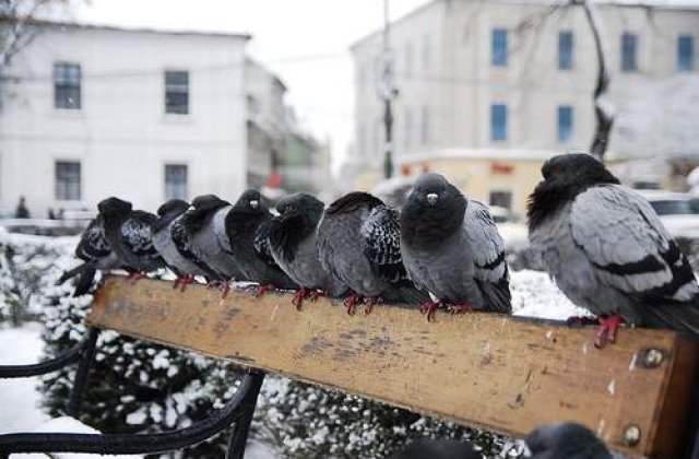 Ninsoare si ger in toata tara