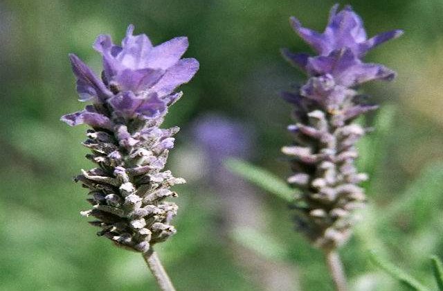 Idei de afaceri pe care au pariat agricultorii romani
