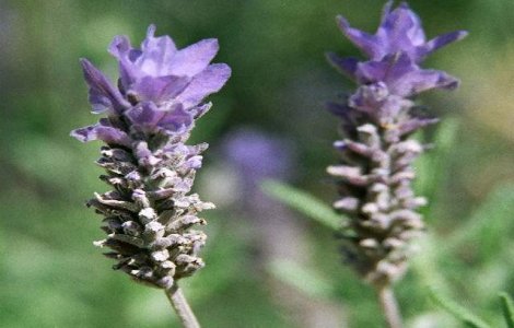 Idei de afaceri pe care au pariat agricultorii romani