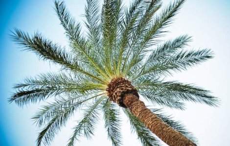 Primaria Timisoara a cumparat 35 de palmieri pentru centrul orasului