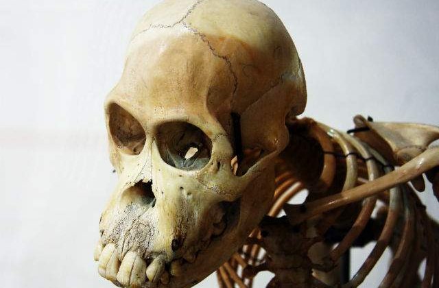 Scheletul celei mai vechi primate cunoscute, descoperit in China