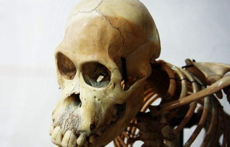 Scheletul celei mai vechi primate cunoscute, descoperit in China