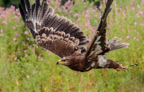 Primul vultur filipinez născut în captivitate a murit la vârsta de 28 de ani