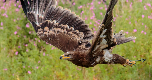 Primul vultur filipinez născut în captivitate a murit la vârsta de 28 de ani