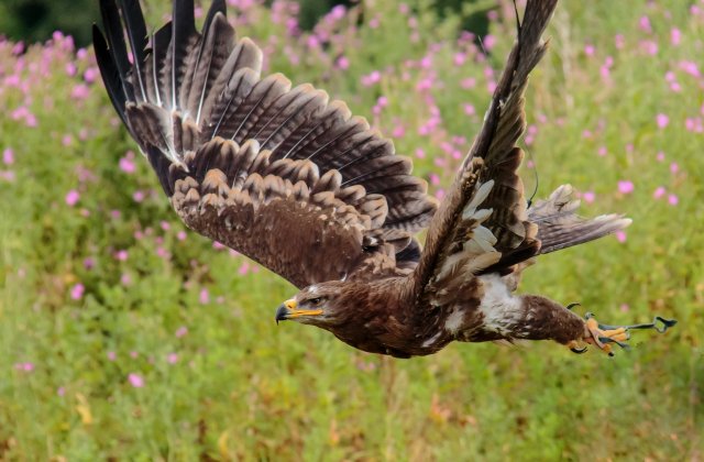Primul vultur filipinez născut &icirc;n captivitate a murit la v&acirc;rsta de 28 de ani