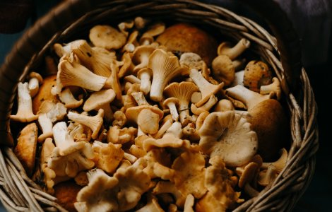  Top  Sursă nemaipomenită de nutrienți: 3 beneficii ale consumului de ciuperci