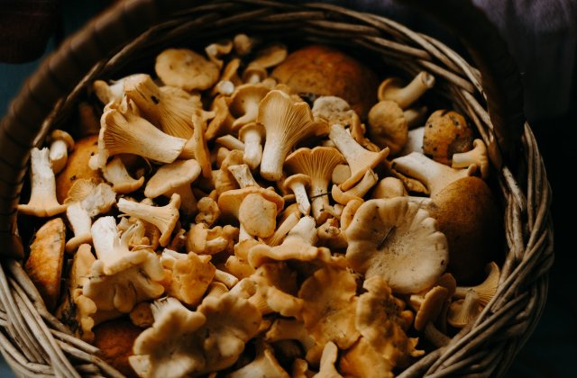 Sursă nemaipomenită de nutrienți: 3 beneficii ale consumului de ciuperci