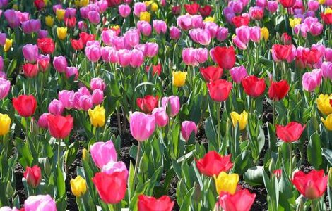 Romania cumpara flori de 12 mil. euro si vinde de 3.000 euro