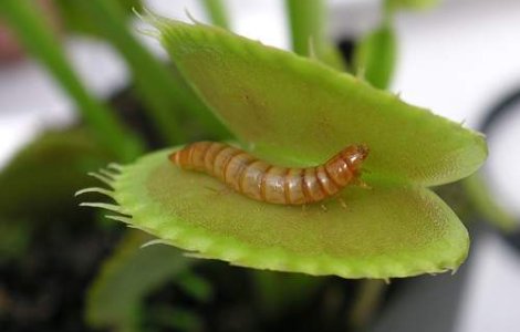 Parkinson-ul ar putea fi vindecat cu ajutorul viermilor