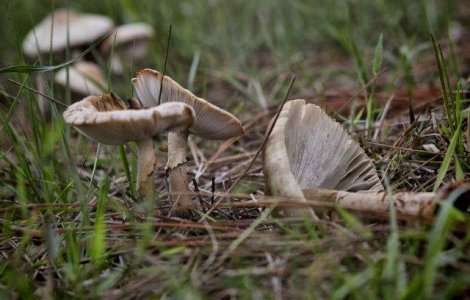 Sibiu: Doi adulti si copilul intoxicati cu ciuperci, in coma