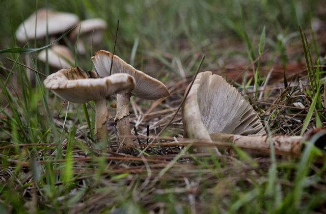 Sibiu: Doi adulti si copilul intoxicati cu ciuperci, in coma