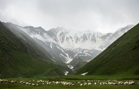 Mod inedit în care un câine a reușit să supravegheze o turmă de oi