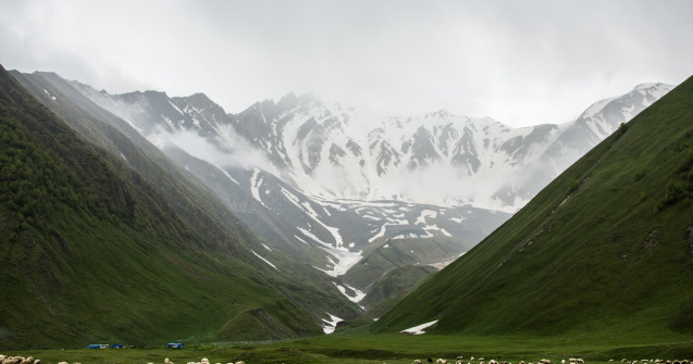 Mod inedit în care un câine a reușit să supravegheze o turmă de oi