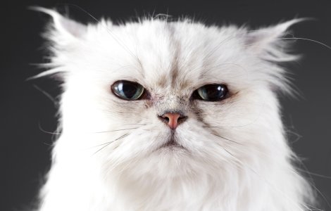 VIDEO: Reacția unei pisici când stăpâna ei taie ceapă