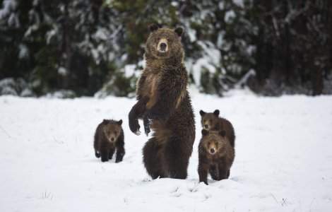 VIDEO: Pui de urs pe pârtia din Predeal