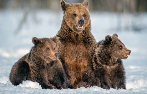 Mai mulți urși au fost spectatori la deszăpezire pe Transfăgărășan