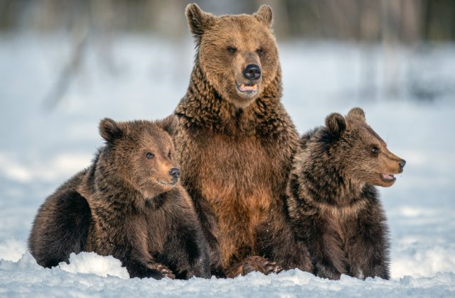 FOTO: Mai mulți urși au fost spectatori la deszăpezire pe Transfăgărășan