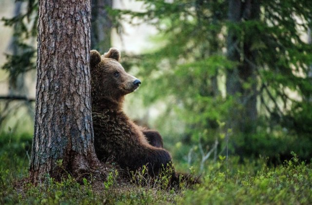 Imagini tulburătoare la Zărnești! Un urs aflat în libertate se comportă de parcă ar fi captiv