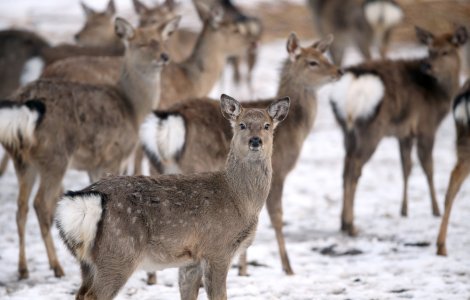 VIDEO: Un cerb și mai multe ciute se joacă în zăpadă