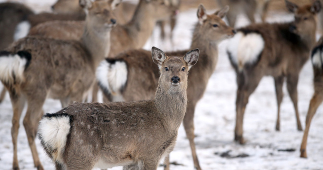 VIDEO: Un cerb și mai multe ciute se joacă în zăpadă