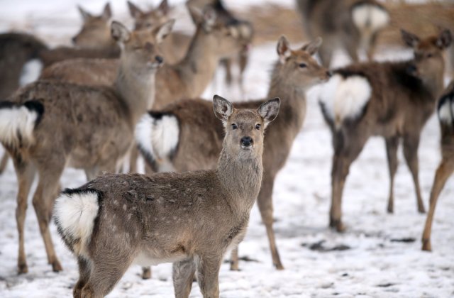 VIDEO: Un cerb și mai multe ciute se joacă în zăpadă
