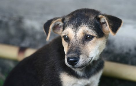 Un pui de câine a fost aruncat într-un container din Suceava