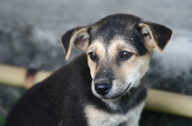 Un pui de câine a fost aruncat într-un container din Suceava