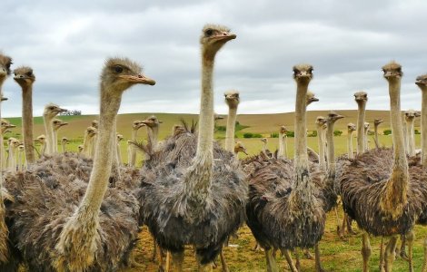 Doi bărbați din Giurgiu au fost arestați după ce au furat și ucis doi struți