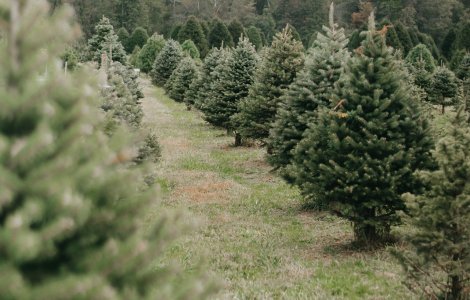 Peste 20.000 de brazi, returnați într-o campania de colectare și reutilizare