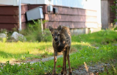 VIDEO: Căprioară salvată după ce a rămas blocată în gheață! Animalul a fost învelit cu o pătură pentru a se încălzi