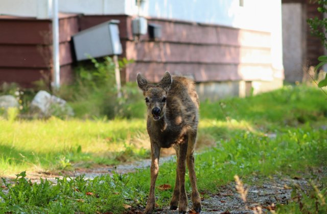 VIDEO: Căprioară salvată după ce a rămas blocată &icirc;n gheață! Animalul a fost &icirc;nvelit cu o pătură pentru a se &icirc;ncălzi
