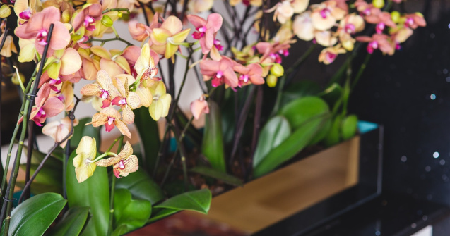  Top  Oferă culoare casei tale: 3 sfaturi pentru a avea cele mai frumoase orhidee