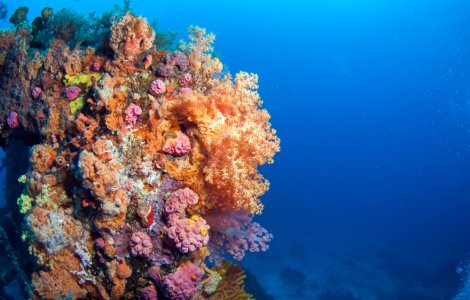 Cercetătorii britanici au creat un robot-meduză pentru salvarea coralilor