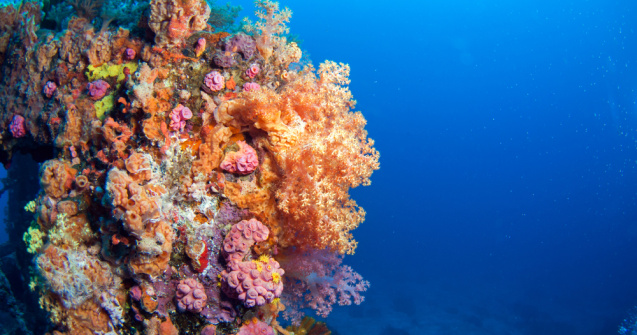 Cercetătorii britanici au creat un robot-meduză pentru salvarea coralilor