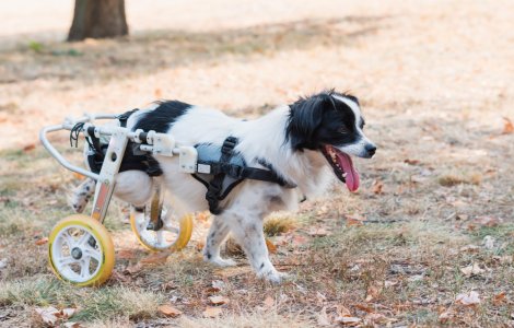 VIDEO: Mai mulți căței cu handicap au fost duși la râu pentru a se relaxa