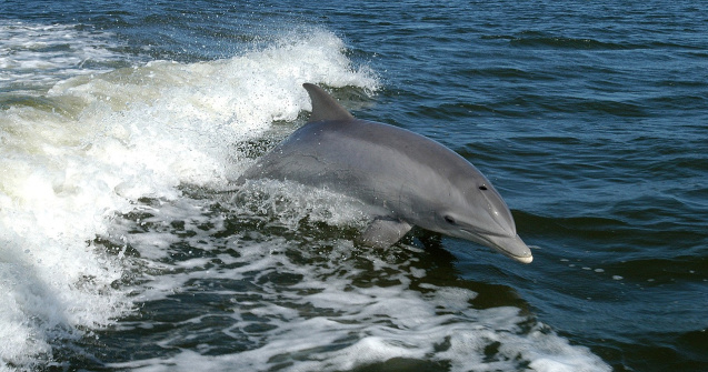 Parcul Asterix din Franța își va închide delfinariul