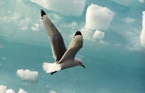 Frigul a facut 11 victime in doar o saptamana