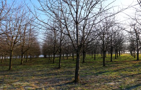 Întreținerea culturii de cireș iarna - ce lucrări agricole sunt necesare