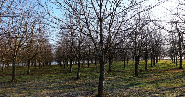 Întreținerea culturii de cireș iarna - ce lucrări agricole sunt necesare