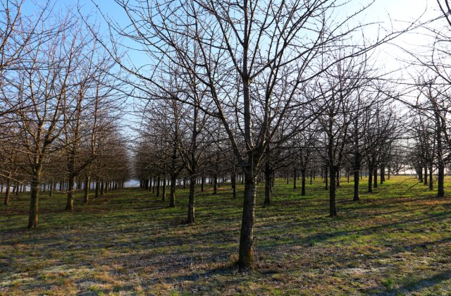 &Icirc;ntreținerea culturii de cireș iarna - ce lucrări agricole sunt necesare