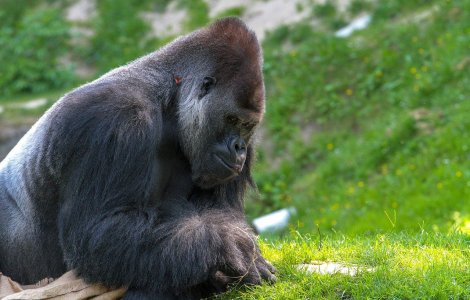 O gorilă bolnavă de Covid s-a vindecat după tratamentul bazat pe anticorpi